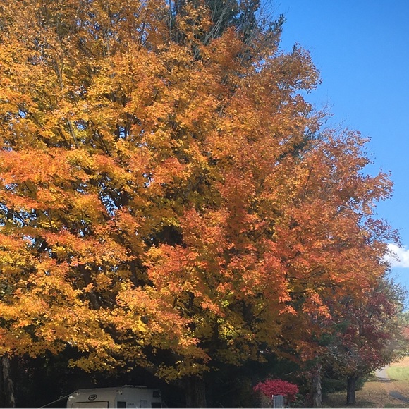 💖Meet your Posher, Eva Like my Closet to Follow! - Picture 10 of 16